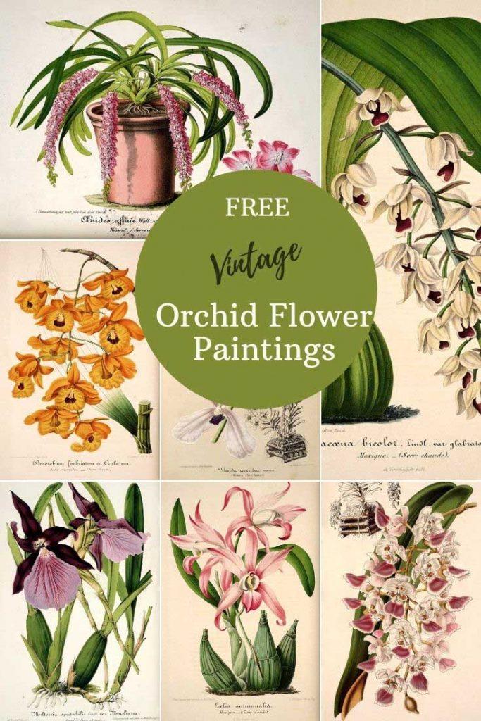 Free vintage orchid prints