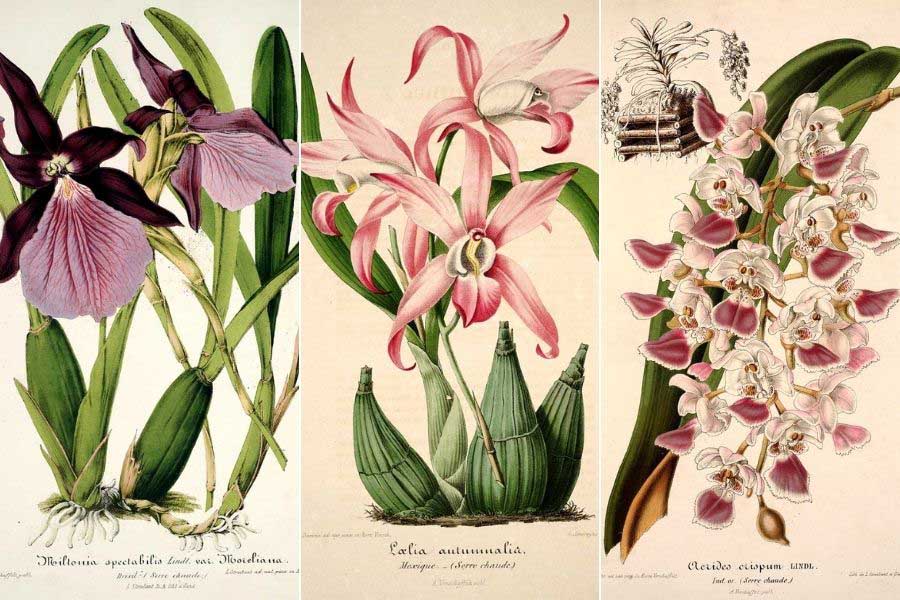 free vintage orchid prints