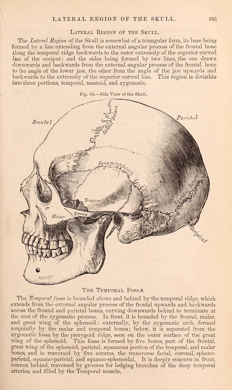 Gray's Anatomy skull illustrations
