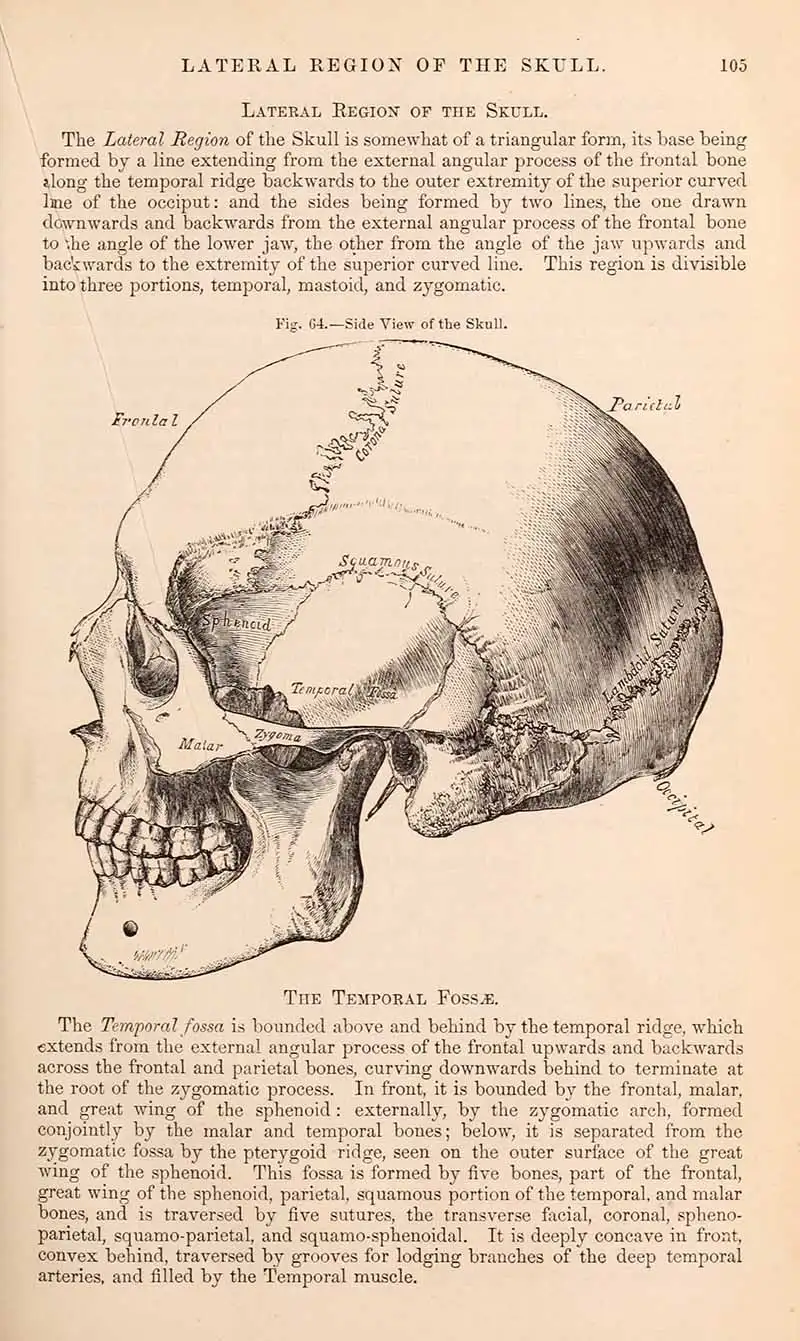 Gray's Anatomy skull illustrations