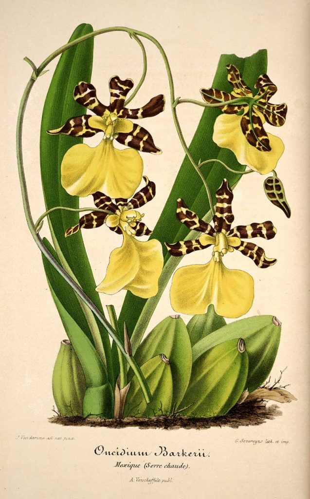 Vintage orchid prints
