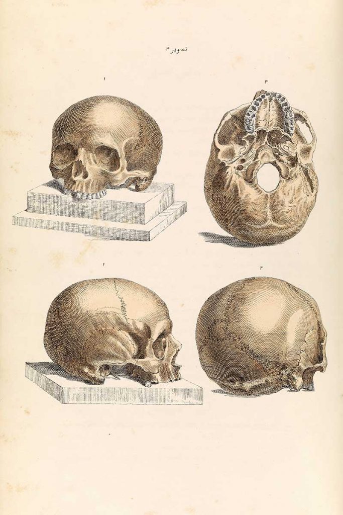 4 human skull drawings