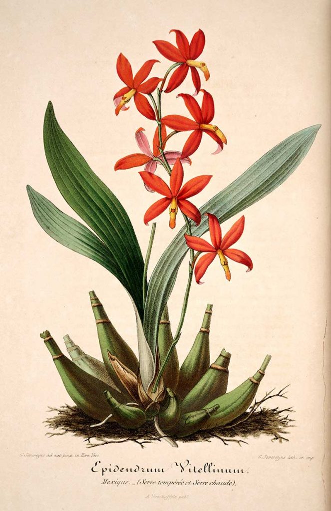 Prosthechea Vitelina botanical orchid painting