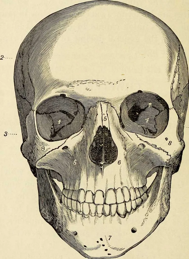 Front View Skull