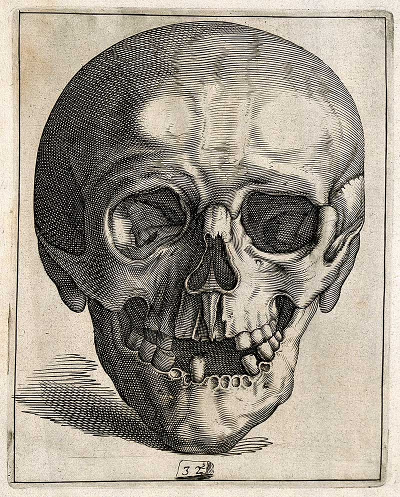 Human Skull drawing anterior