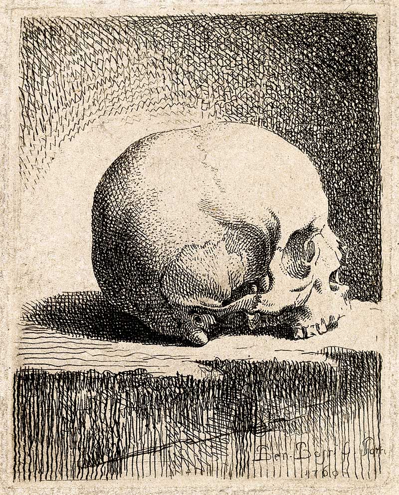 Skull Lateral View