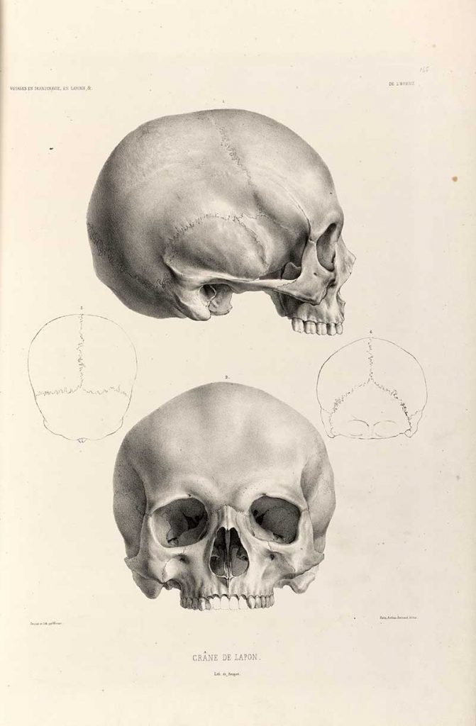 human skull drawings