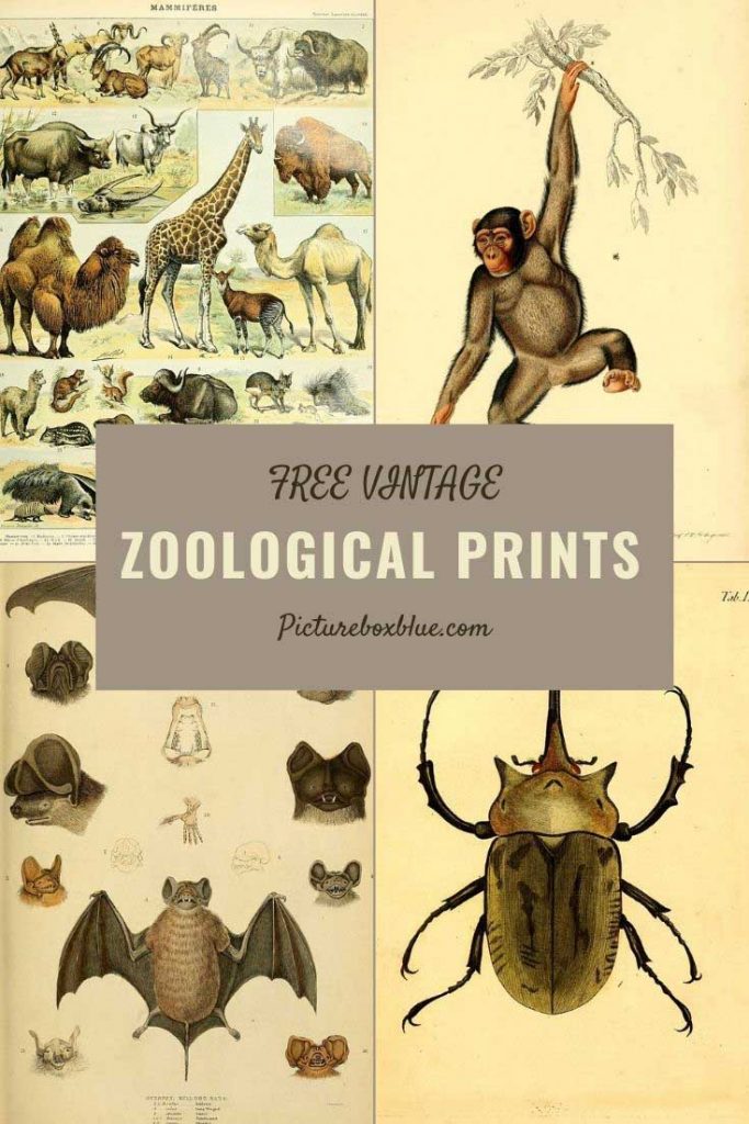 Free vintage zoological illustrations