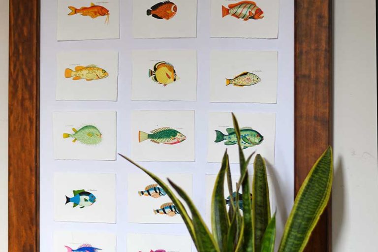 rainbow fish display
