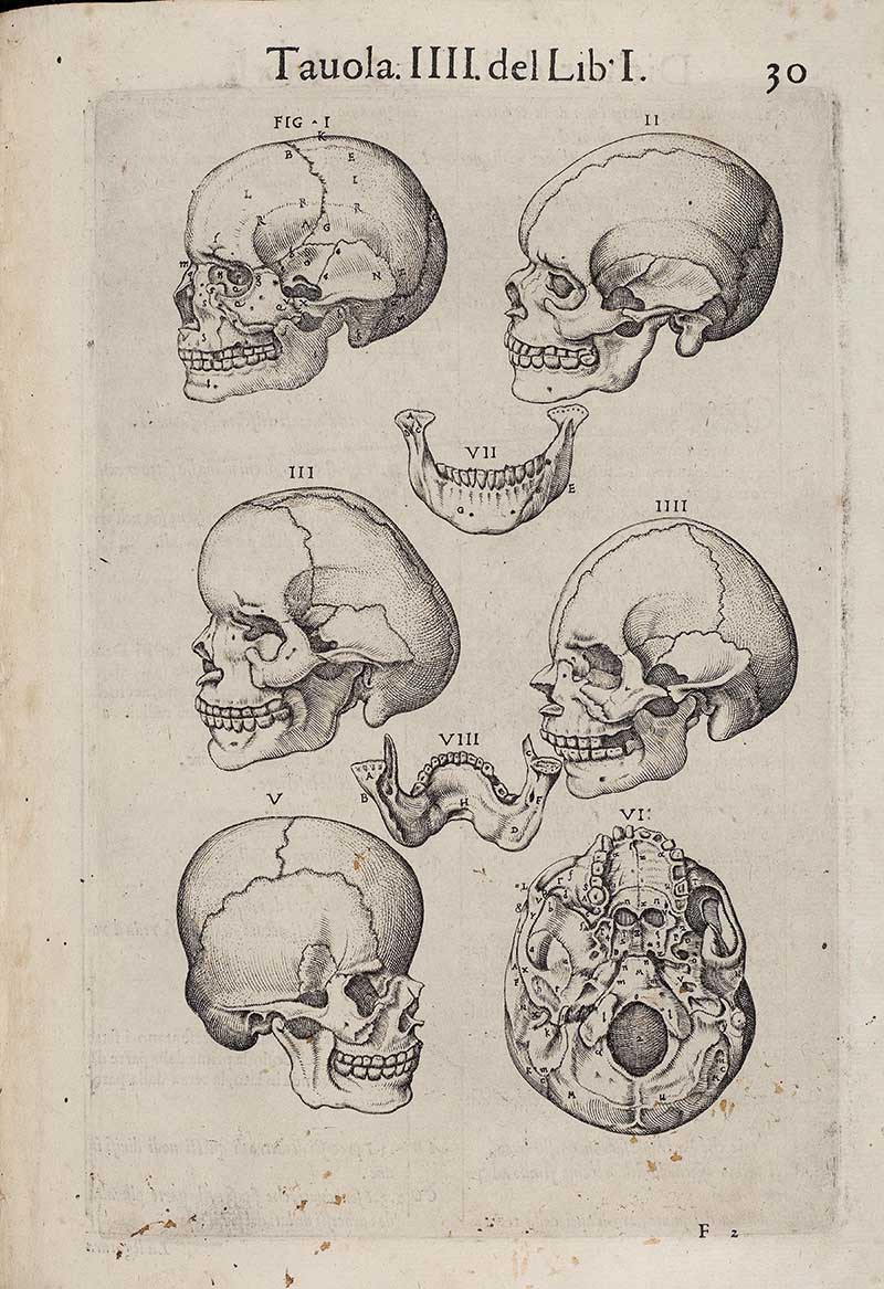 Valverde skulls illustration 1560