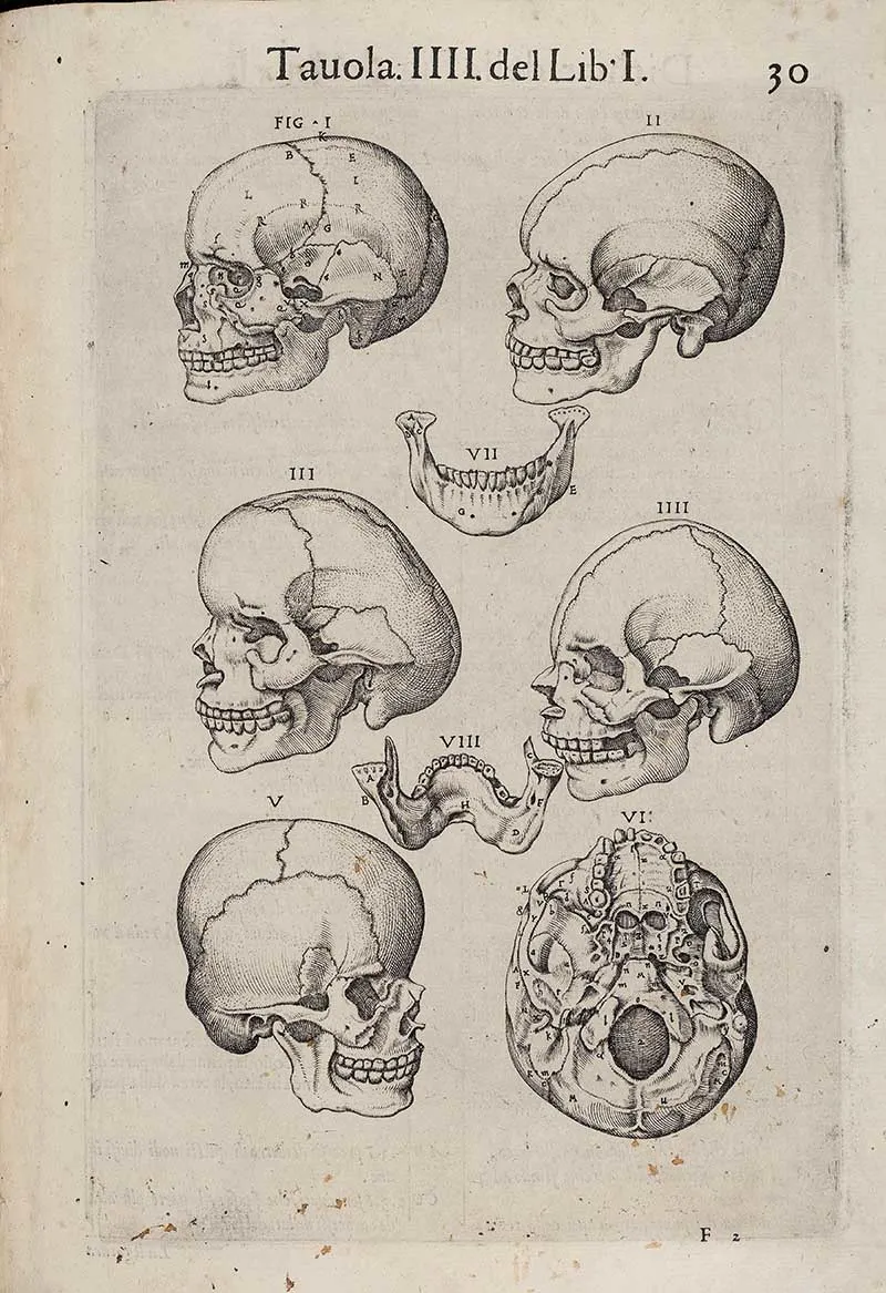 Valverde skulls illustration 1560