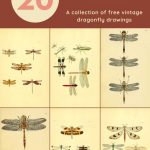 20 free dragonfly prints