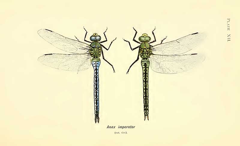 Emperor dragonfly drawing