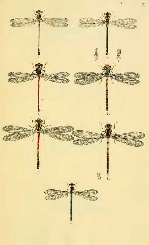 British Dragonfly drawings