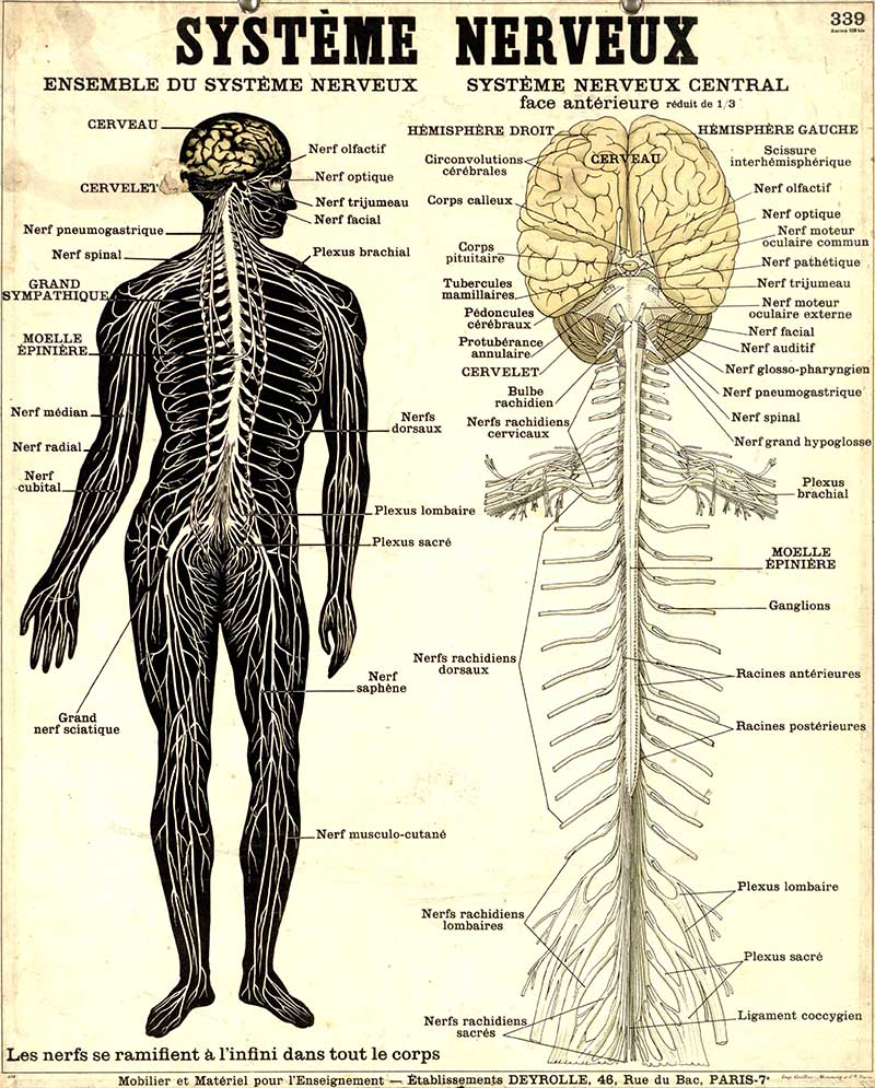 Human Nervous system poster Deyrolle