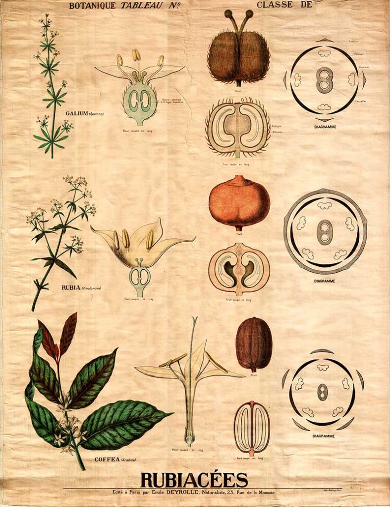 coffee plant anatomy