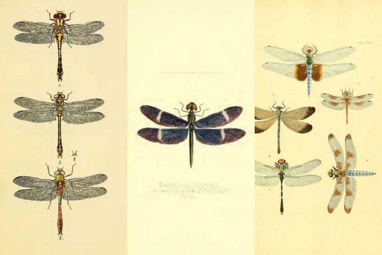 23 Vintage Dragonfly Drawings & Illustrations for Art, Crafts, and Décor