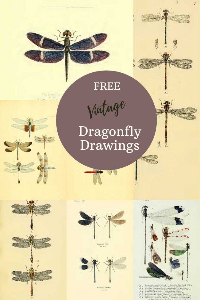 Dragonfly drawings