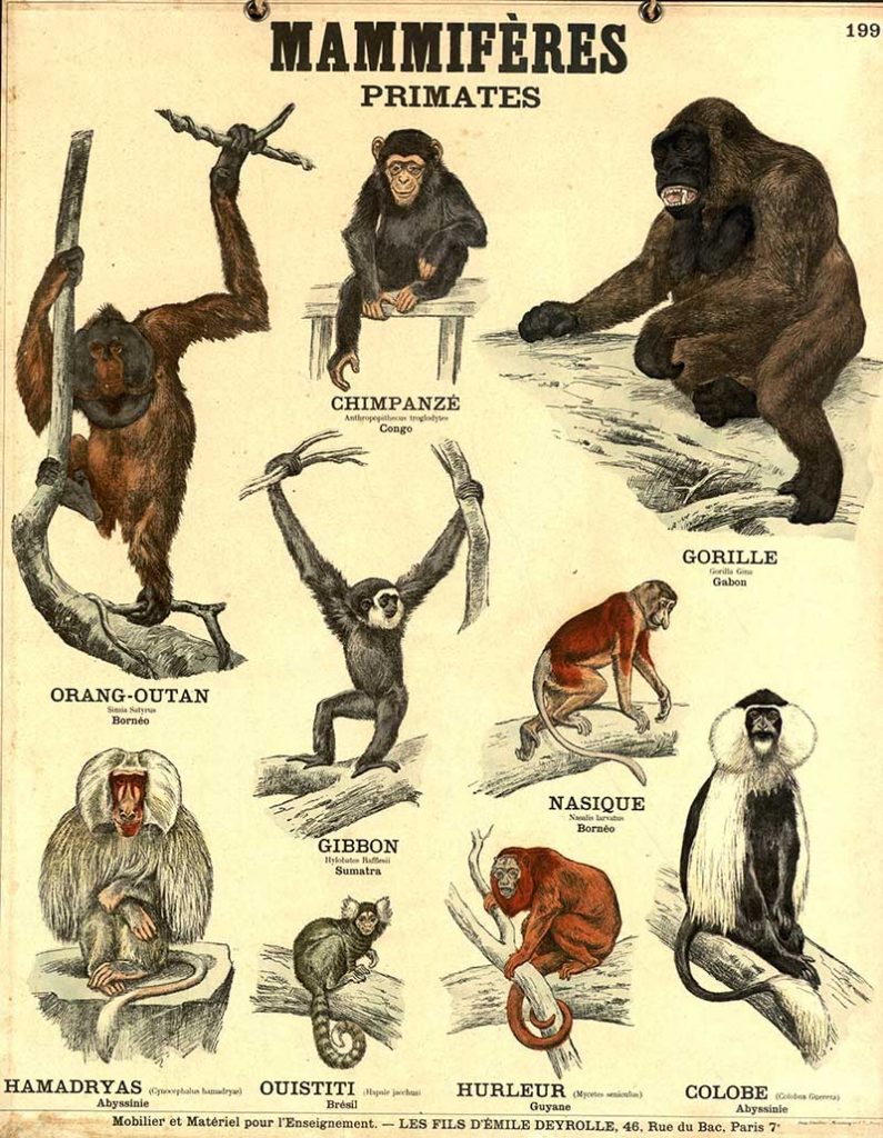primates school poster