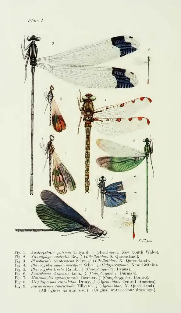 Biology of dragonflies