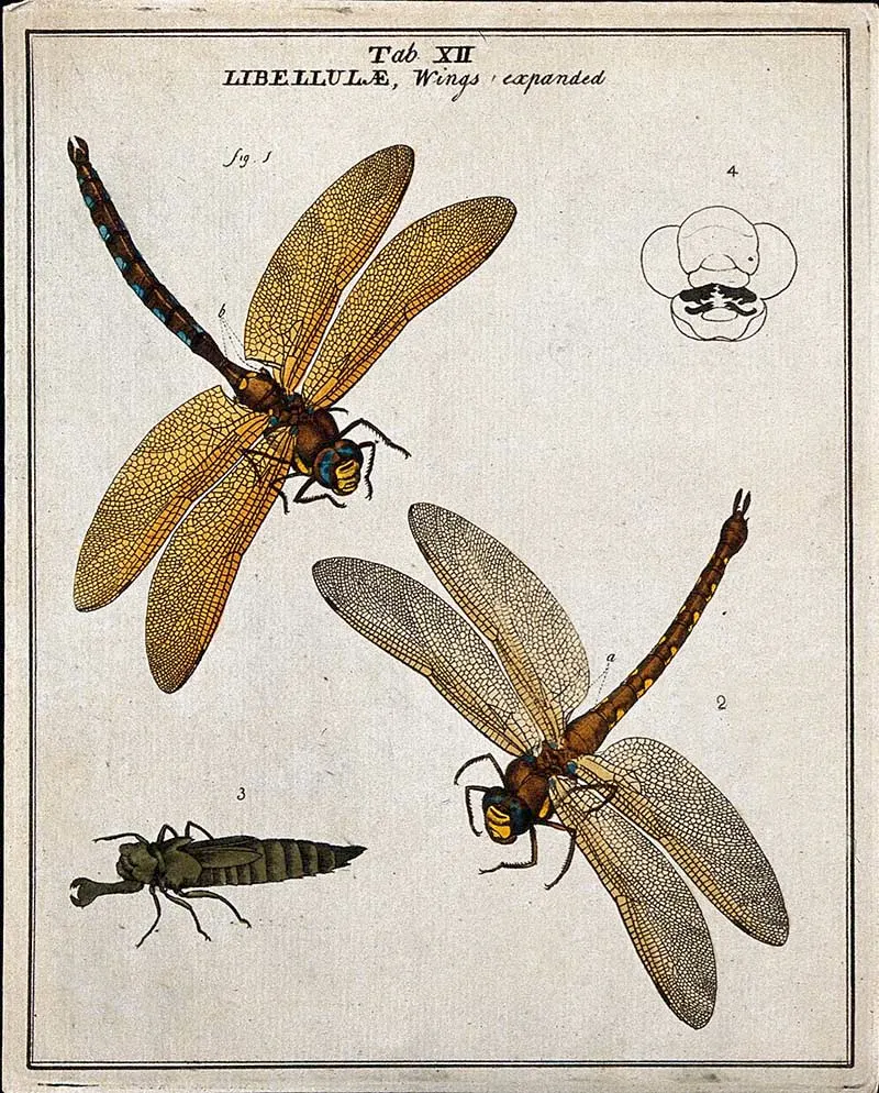 Two dragonfly drawings Moses Harris