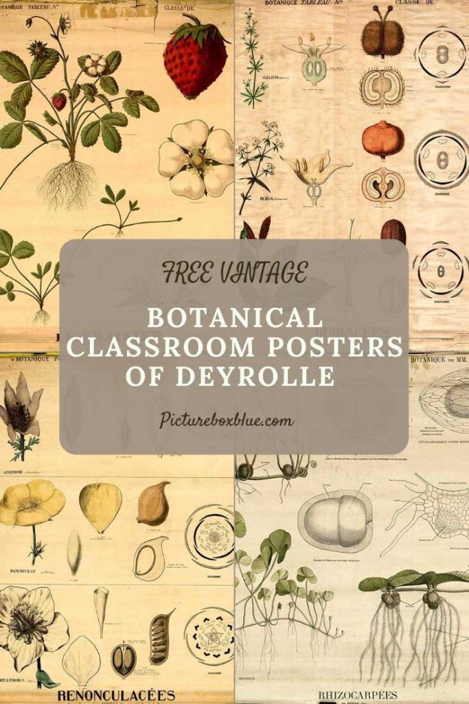 botanical_classroom_deyrolle_posters