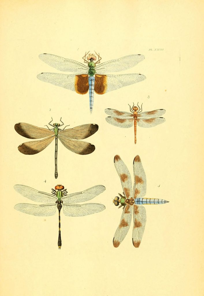 dragonfly poster