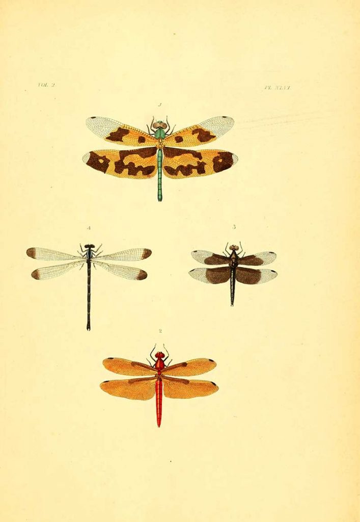 insect posters