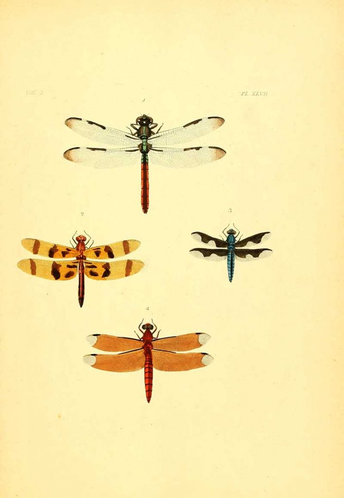 Dragonfly poster six