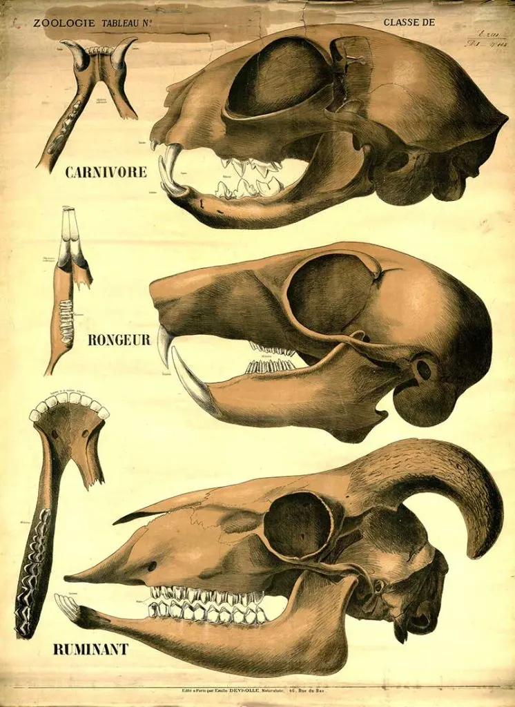 mammal skulls poster