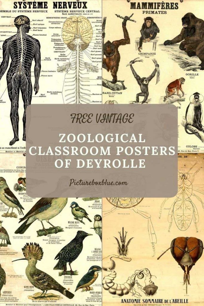 zoological_classroom_deyrolle_posters