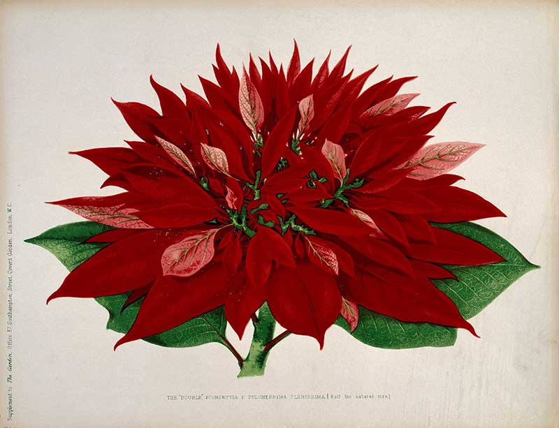 A Double Flowered Poinsettia Painting