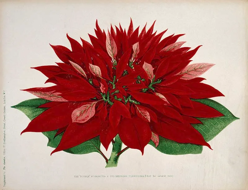 A Double Flowered Poinsettia Painting