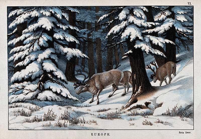 vintage reindeer drawings