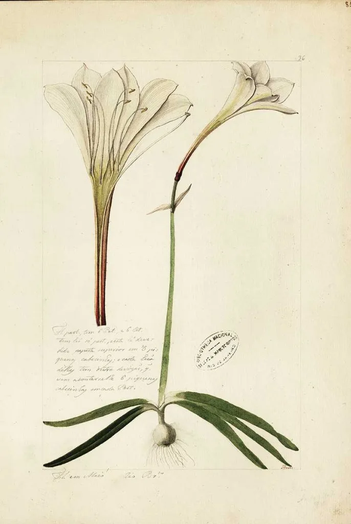 White Amaryllis Christmas Flower