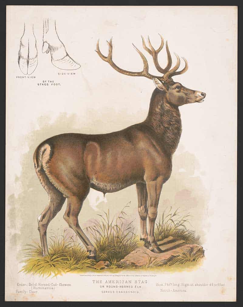 American Stag Reindeer
