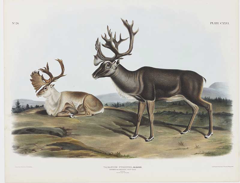 Audubon, John Woodhouse, 1812-1862 Reindeer