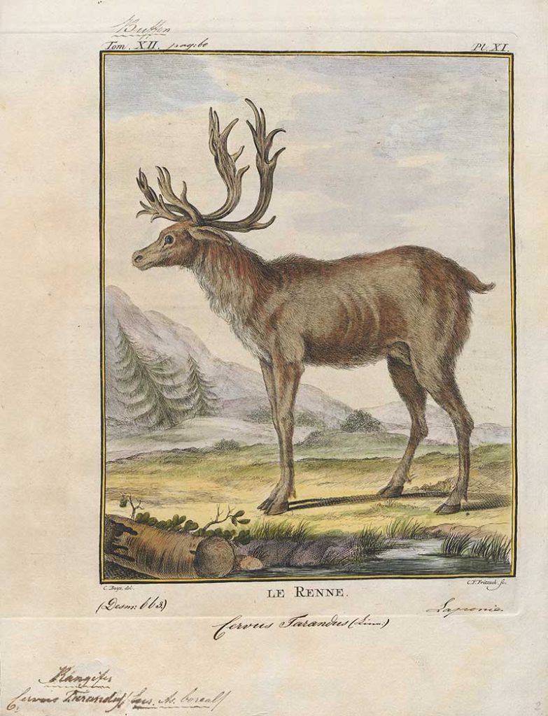 Le Renne Reindeer drawings
