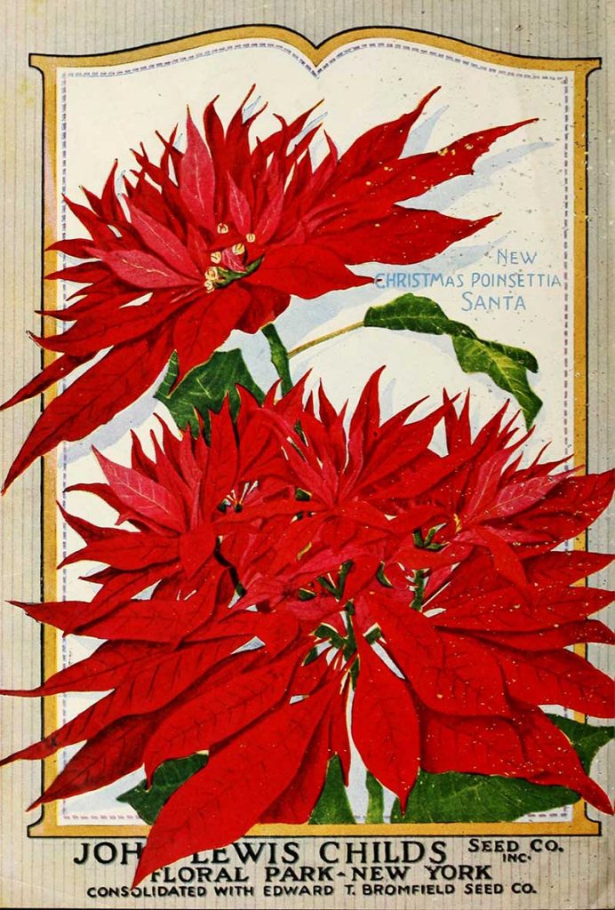 Christmas Flower catalog cover