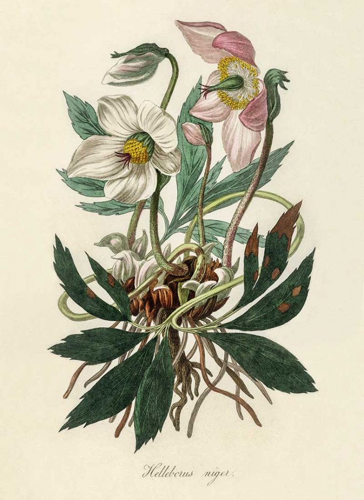 Christmas rose (Helleborus niger) illustration