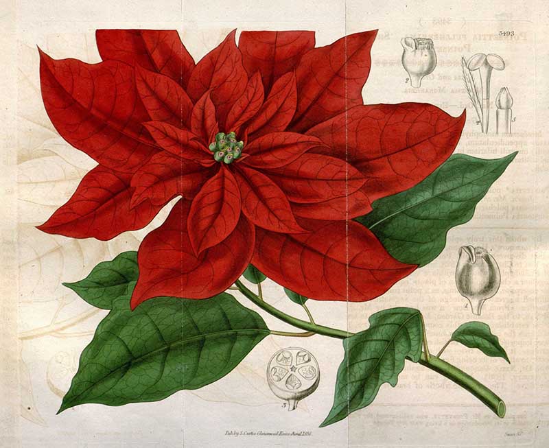 Vintage Poinsettia drawing