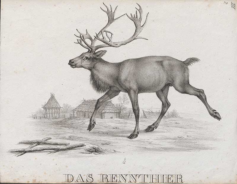 pencil drawing reindeer