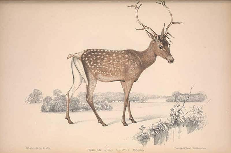 Persian Deer part of reindeer collection