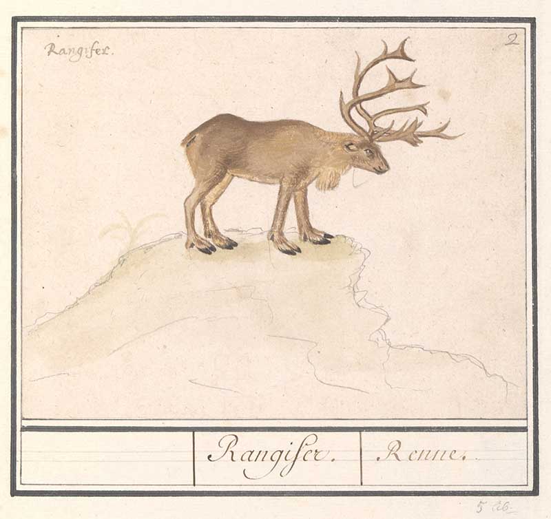renaissance reindeer