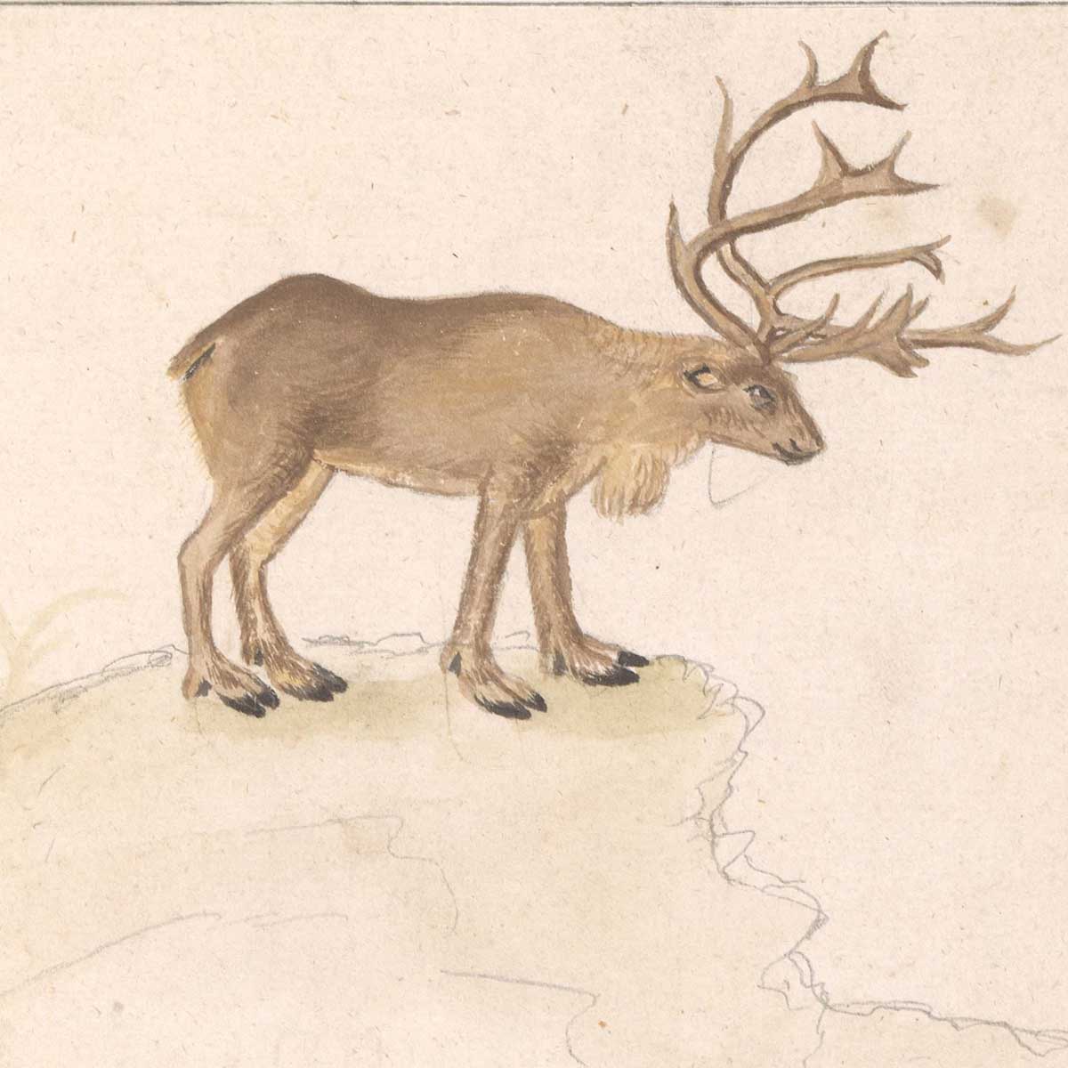 vintage reindeer drawings