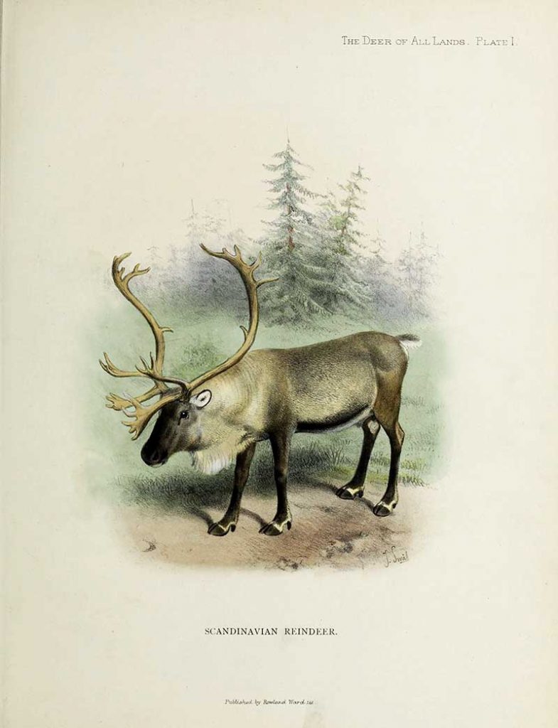 Scandinavian reindeer