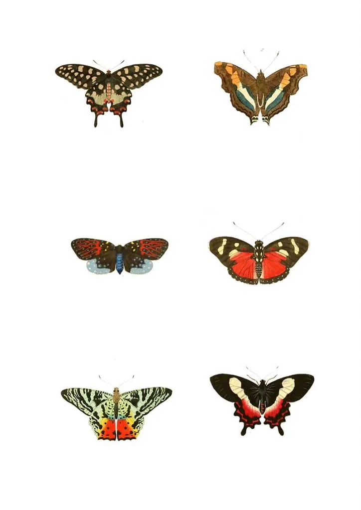 Butterfly images one