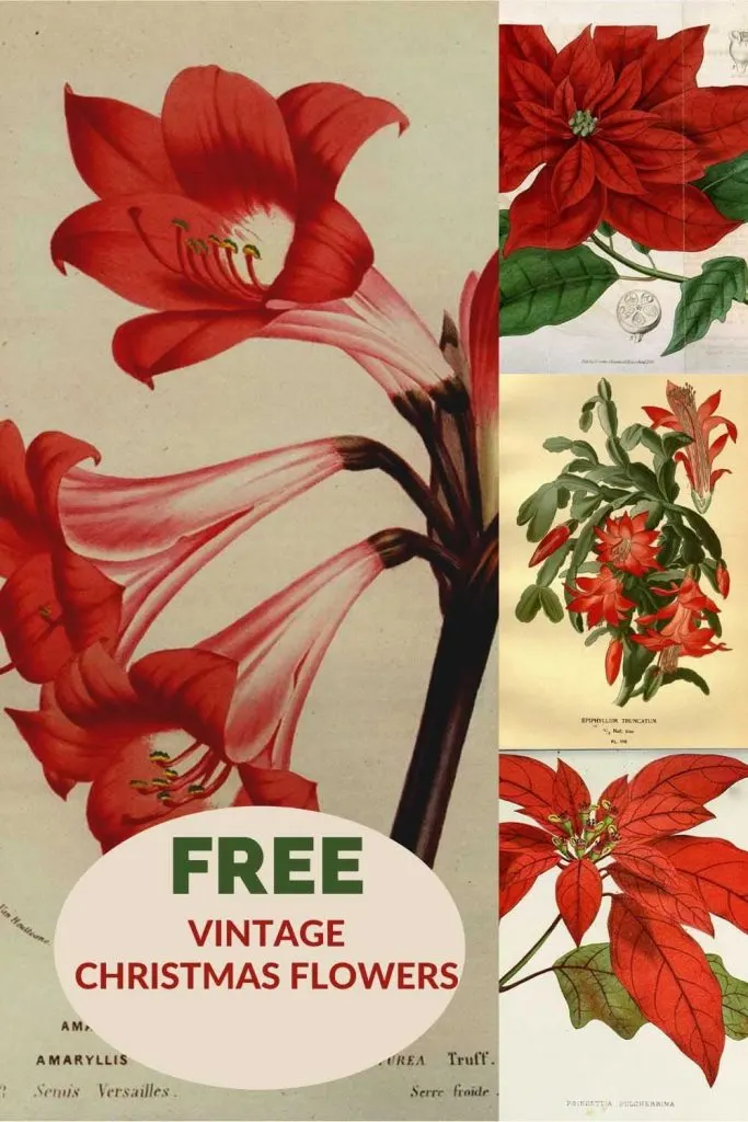 free-vintage -Christmas-flower-drawings