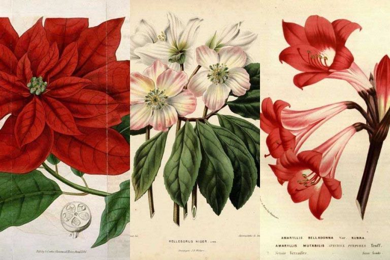 Free vintage Poinsettia Drawings and other Christmas Flowers