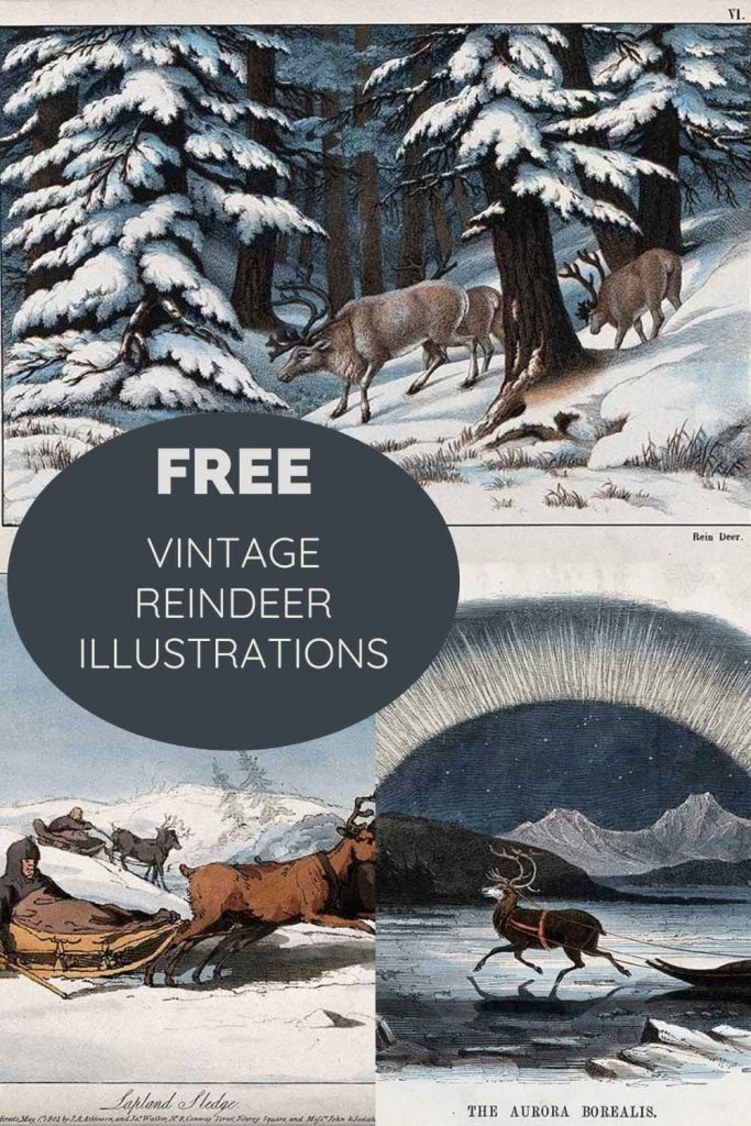 Free vintage reindeer illustrations and drawings